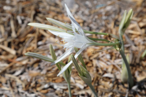 AWARENESS EVENT HELD TO PRESERVE SAND LILIES