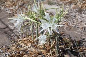 AWARENESS EVENT HELD TO PRESERVE SAND LILIES