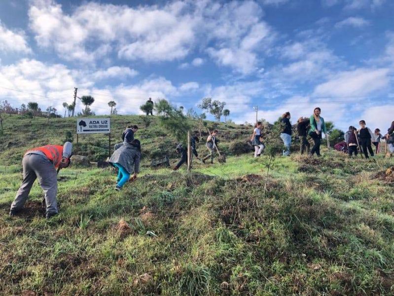 PLANTED 40 OLIVE SEEDLINGS IN MEMORY OF ADA UZ