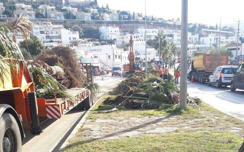 PALM TREES RE-PLANTED