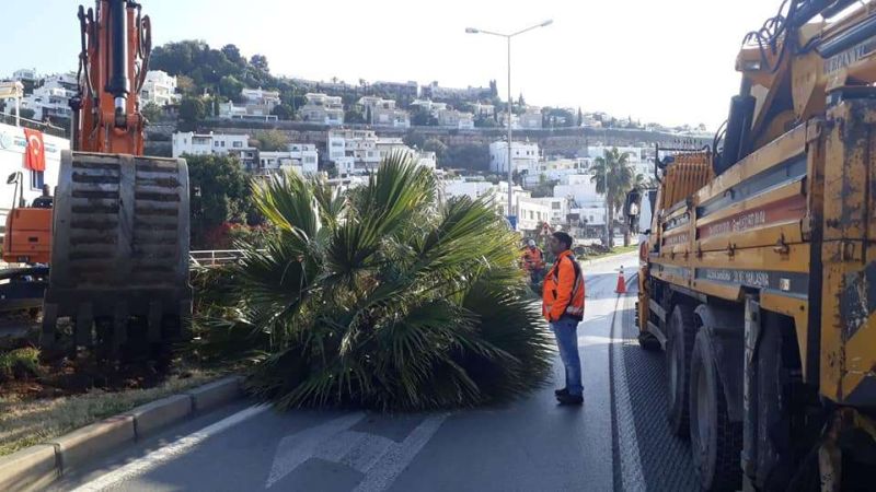 PALM TREES RE-PLANTED