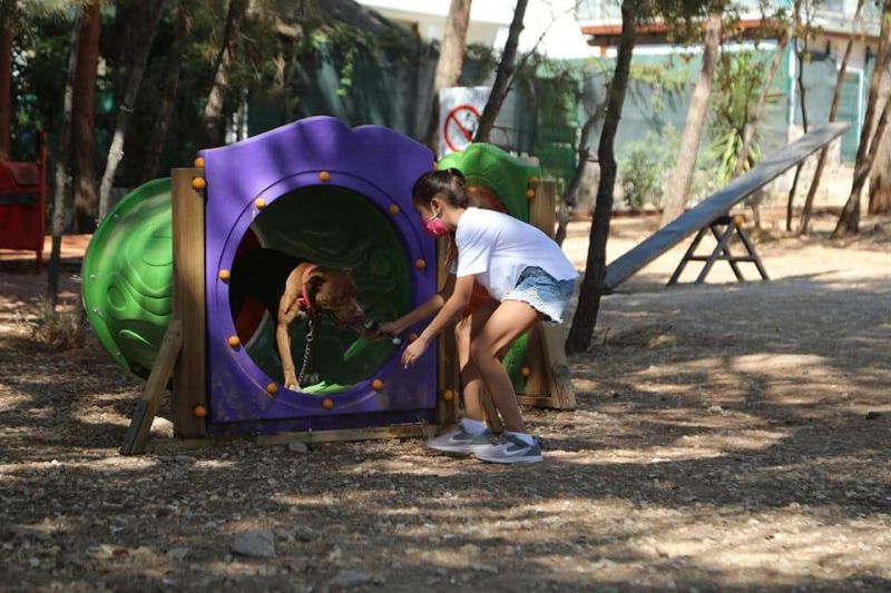 FESTIVAL FOR OUR ANIMAL FRIENDS