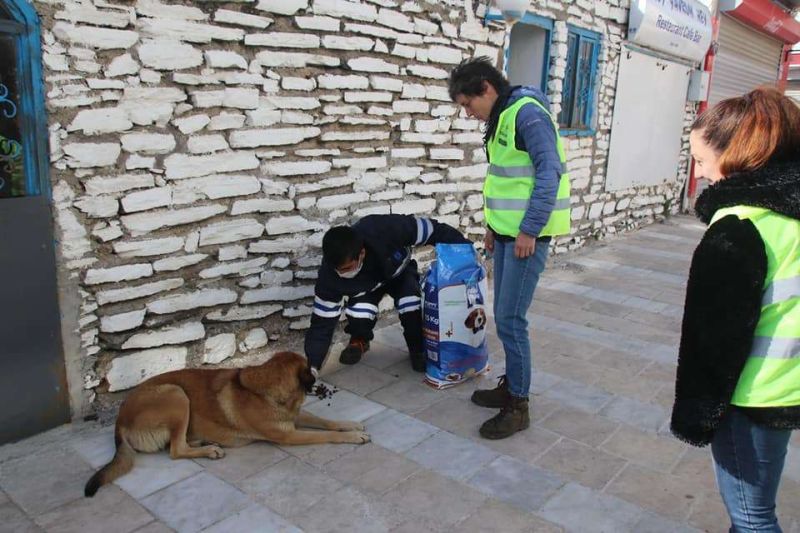 SUPPORTING STREET ANIMALS DURING THE PANDEMIC