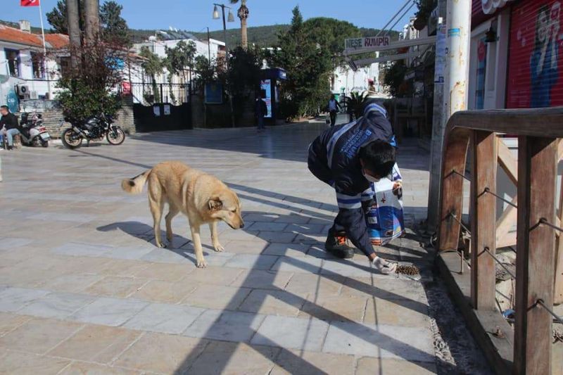 SUPPORTING STREET ANIMALS DURING THE PANDEMIC