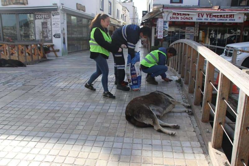 SUPPORTING STREET ANIMALS DURING THE PANDEMIC