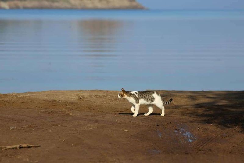 FOOD DISTRIBUTED TO OUR FURRY FRIENDS