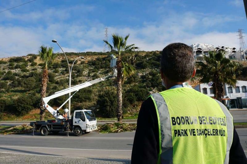 PALM PRUNING CARRIED OUT