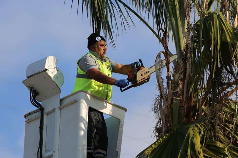 PALM PRUNING CARRIED OUT