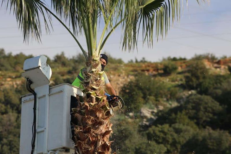 PALM PRUNING CARRIED OUT