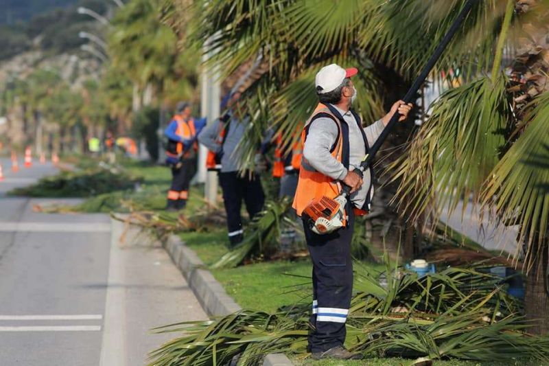 PALM PRUNING CARRIED OUT
