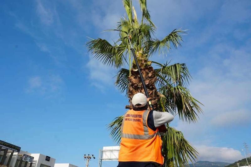 PALM PRUNING CARRIED OUT