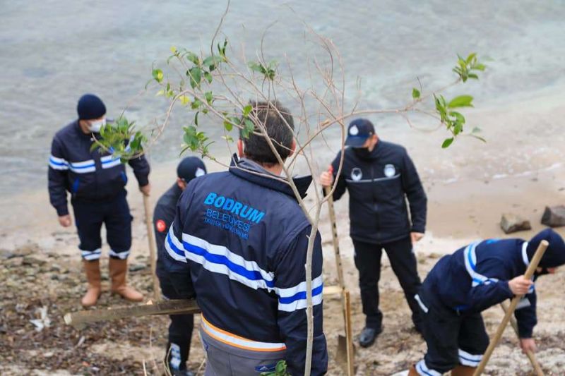 BEACH AFFORESTATION INITIATED