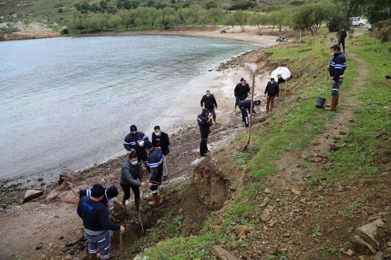 BEACH AFFORESTATION INITIATED